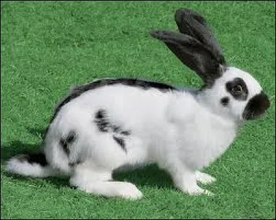 Complétez cette expression : "... un lapin à quelqu'un".