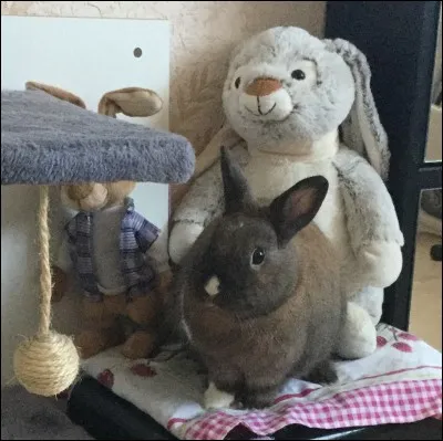 La teigne se distingue par :