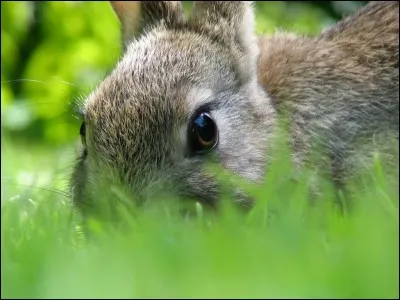 Qu'est-ce qu'une conjonctivite ?