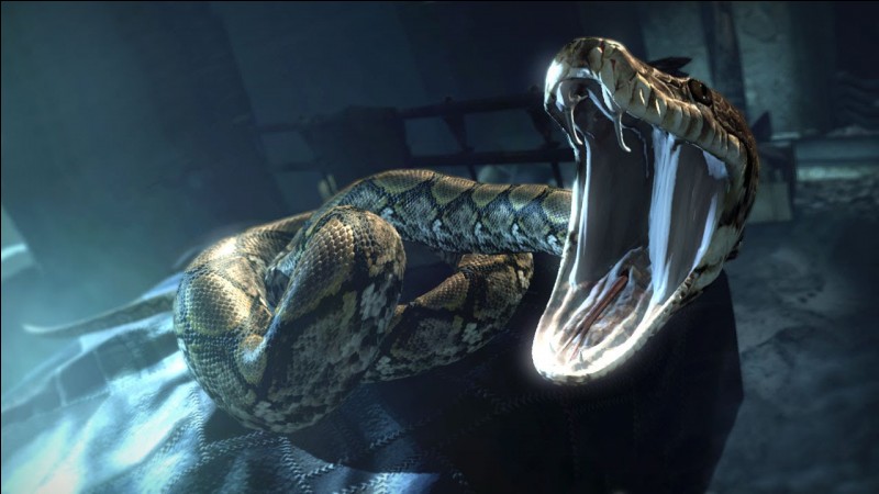Comment s'appelle ce serpent ?