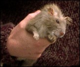 Comment s'appelle ce rat ?