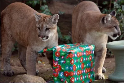 Je ne suis pas un chat des clans, mais un terrible lion sans crinière qui règne sur les montagnes...