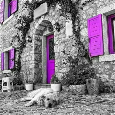 Et enfin que répondre quand on vous demande de quelle race est votre chien, magnifique bâtard ?