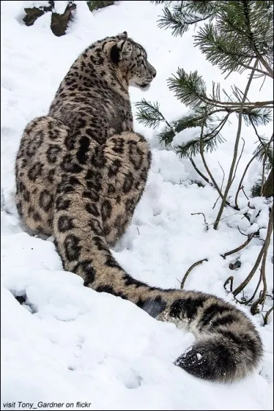 Panthère des neiges.