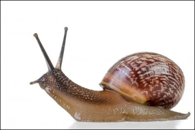 Quel est le nom de l'élevage d'escargots ?
