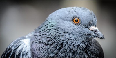 Le verbe qualifiant le cri du pigeon est...