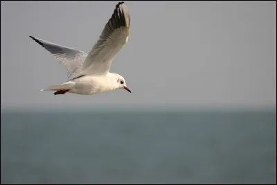 Le verbe qualifiant le cri de la mouette est...