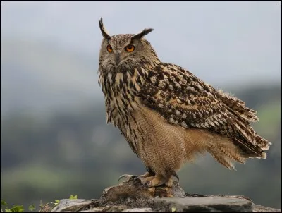 Le verbe qualifiant le cri du hibou est...