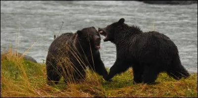 Quelle est la forme non contractée de "shan't" ?