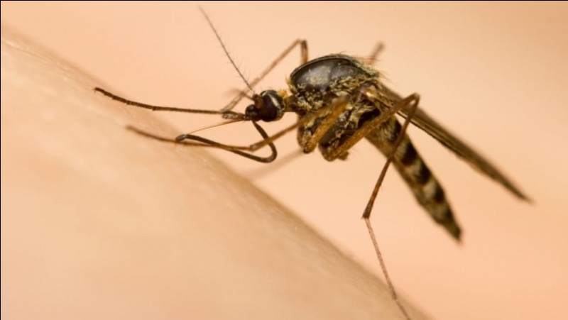 En vol, un moustique bat 700 fois des ailes par seconde.