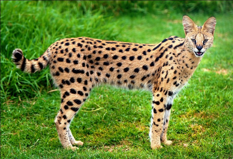 Le serval est capable de miauler, de cracher, de feuler et même de ronronner.