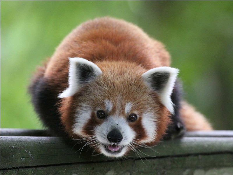 Le panda roux est du même genre que le raton-laveur.