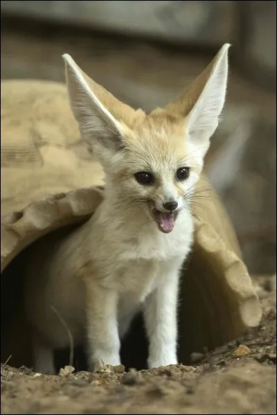 Le fennec est le plus petit dans la famille des renards.