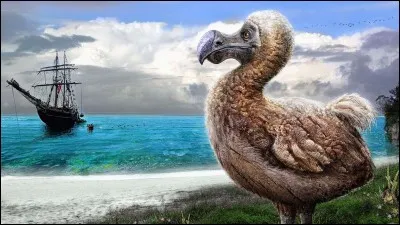Les dodos sont en voie d'extinction.