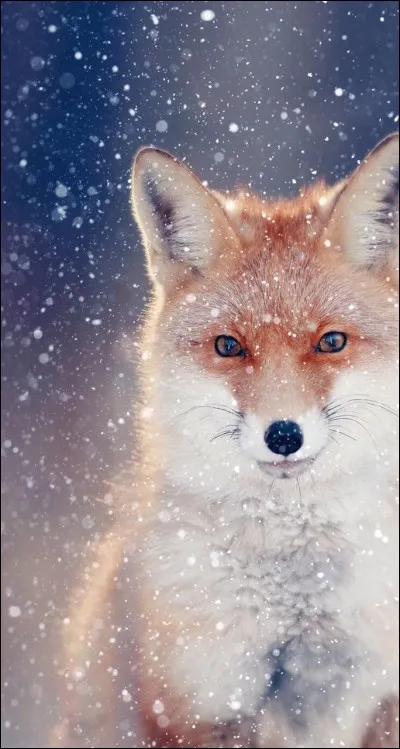 Les renards sont classés comme nuisibles.