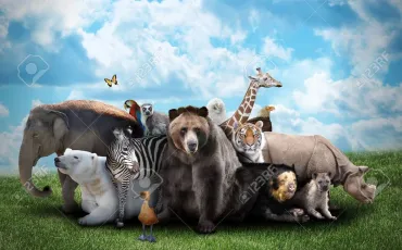 Quiz Animaux