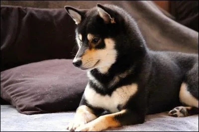 Quelle est la race de ce chien ?