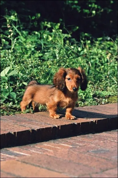 Quelle est la race de ce chien ?