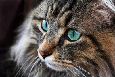 Quelle est la race de ce chat ?