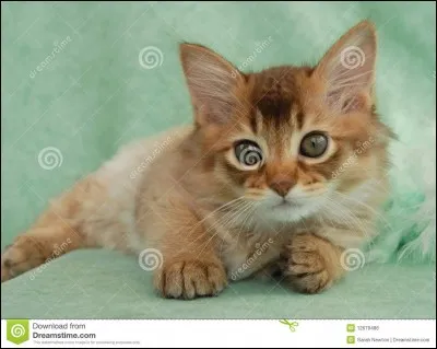 Quelle est la race de ce chaton?