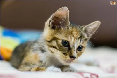 Quelle est la race de ce chat ?