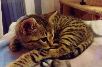 Quelle est la race de ce chaton ?
