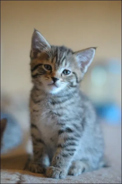 Quelle est la race de ce chaton ?