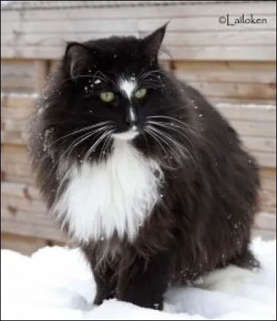 Quelle est la race de ce chat ?