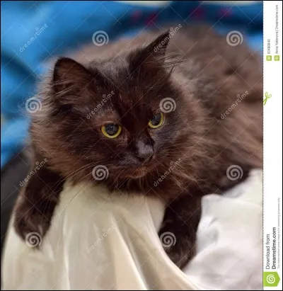 Quelle est la race de ce chat ?