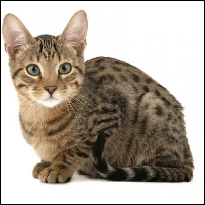 Quelle est la race de ce chat ?