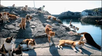 Une île remplie de chats. Oui oui, ça existe, et ça se situe...