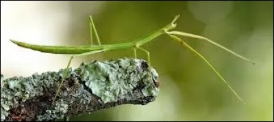Comment orthographie-t-on le nom de cet insecte sans ailes, dot&eacute; d'un corps allong&eacute; ressemblant &agrave; une brindille ?