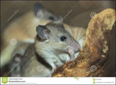 Quelle est l'utilité des rats ?