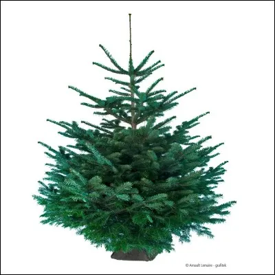 Pourquoi appellait-on le sapin comme ça ?