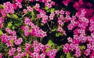 Quiz Fleurs