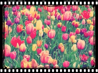 En 1637, combien le bulbe d'un tulipe valait-il par rapport au salaire d'un ouvrier ?