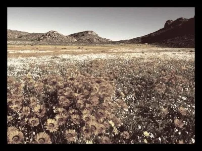 Durant quelle saison le désert de Namaqualand, en Afrique du Sud, se couvre-t-il de milliers de fleurs ?