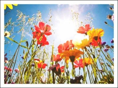 Et pour clore ce quiz, comment appelle-t-on ce qui désigne la culture des fleurs ?