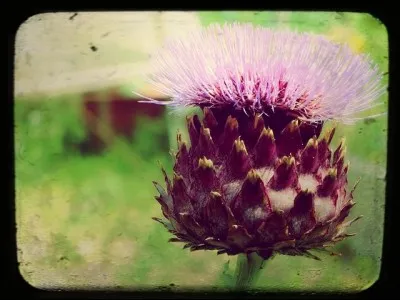 Quel légume produit de grosses fleurs violettes ?