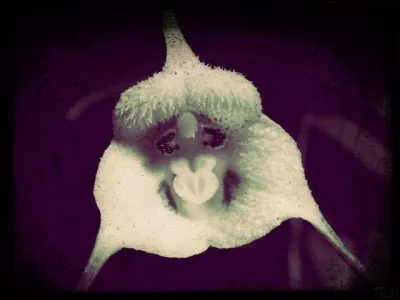 Dans les forêts du Sud de l'Amérique, on retrouve une orchidée qui a pour nom...