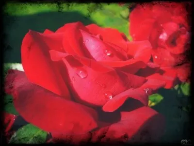 Quelles fleurs fleurissent avant les roses ?