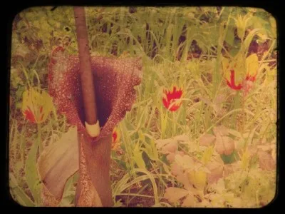 La fleur de l'arum titan dégage une forte odeur de viande pourrie.