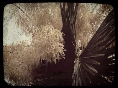 Que se passe-t-il suite à la floraison du talipot ?