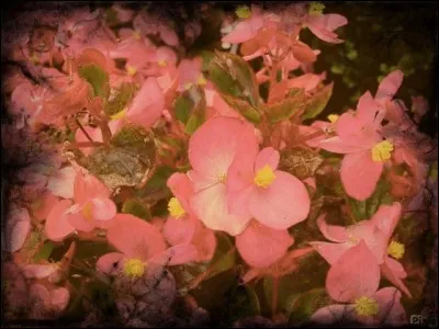 Combien de bégonias le tapis de fleurs à Bruxelles compte-t-il ?