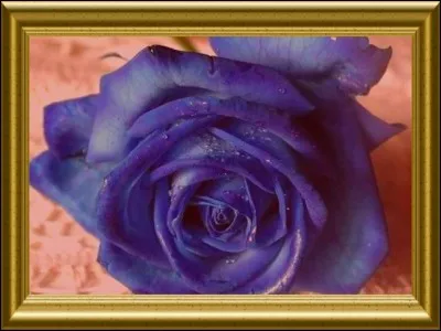En général, une rose bleue représente...