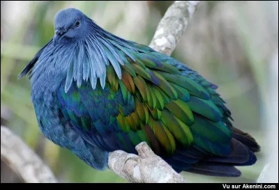 Quel est ce bel oiseau ?