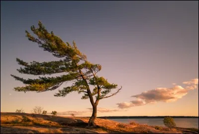 De quel secteur est le vent nommé "bise" ?