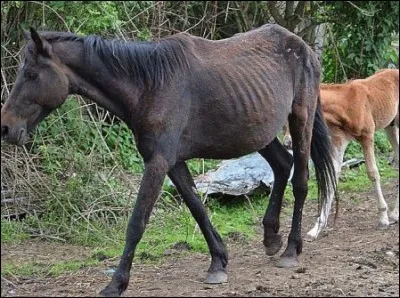 De quels animaux le bardot est-il l'hybride ?