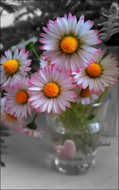 Que sont ces fleurs ?