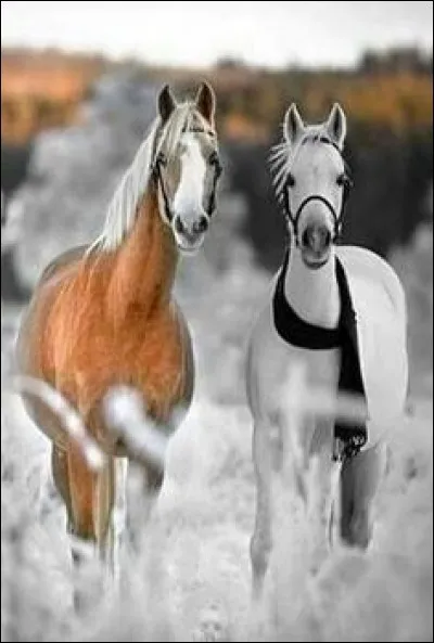 À quelle vitesse moyenne un cheval avance-t-il au trot ?